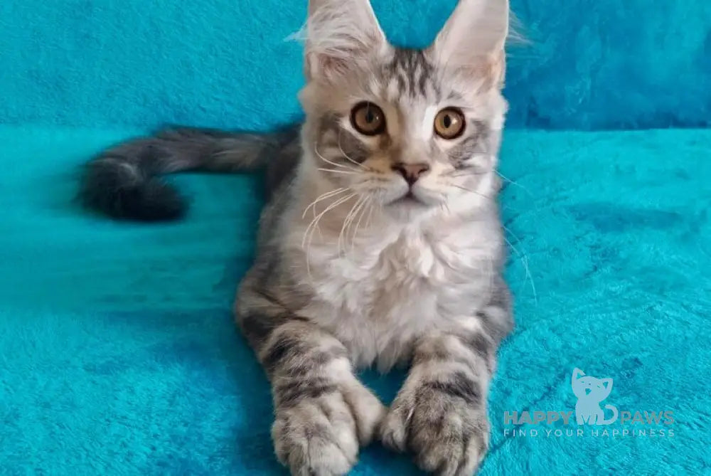 Eric Maine Coon male black silver tabby live animals