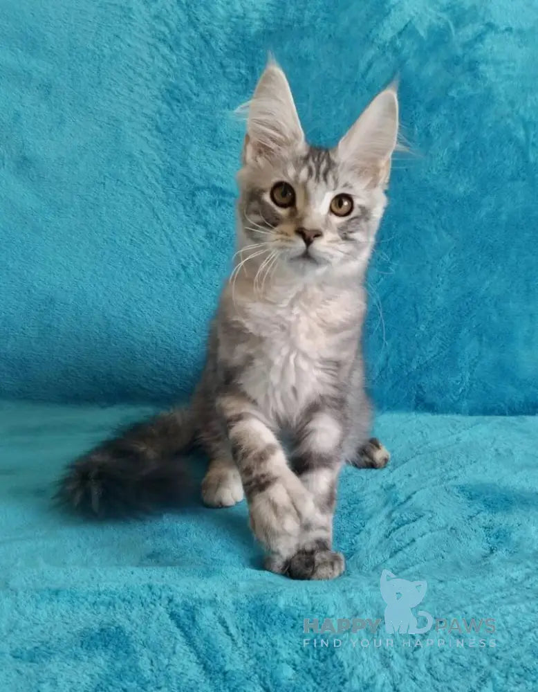 Eric Maine Coon male black silver tabby live animals