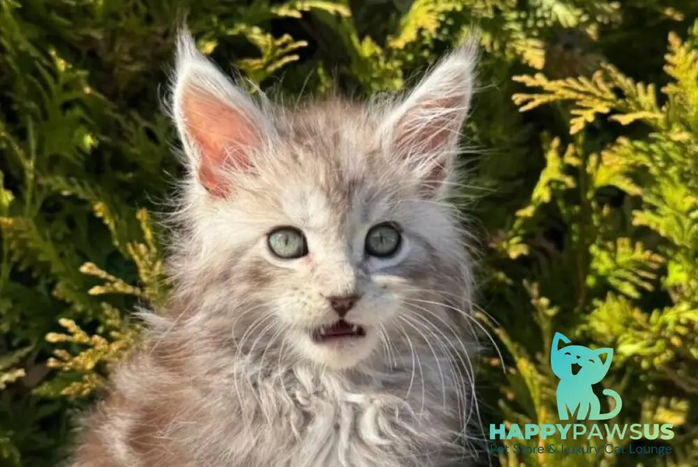 Erick Maine Coon male black silver ticked tabby - live animals