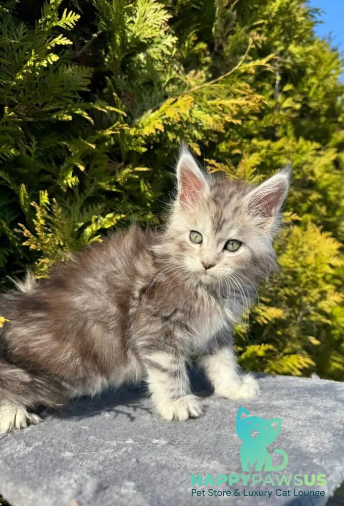 Erick Maine Coon male black silver ticked tabby - live animals