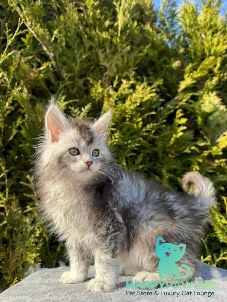 Erick Maine Coon male black silver ticked tabby - live animals