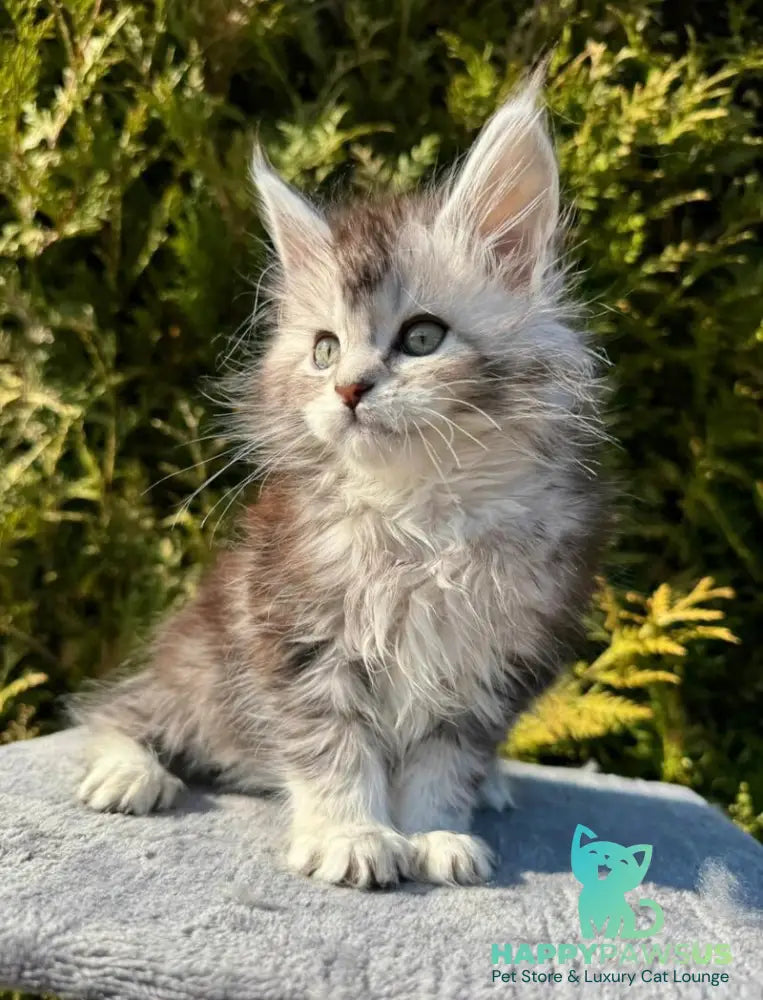 Erick Maine Coon male black silver ticked tabby - live animals