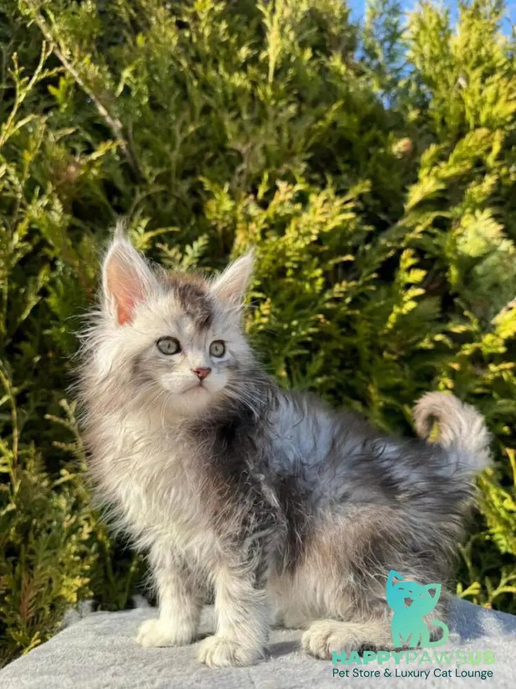 Erick Maine Coon male black silver ticked tabby - live animals