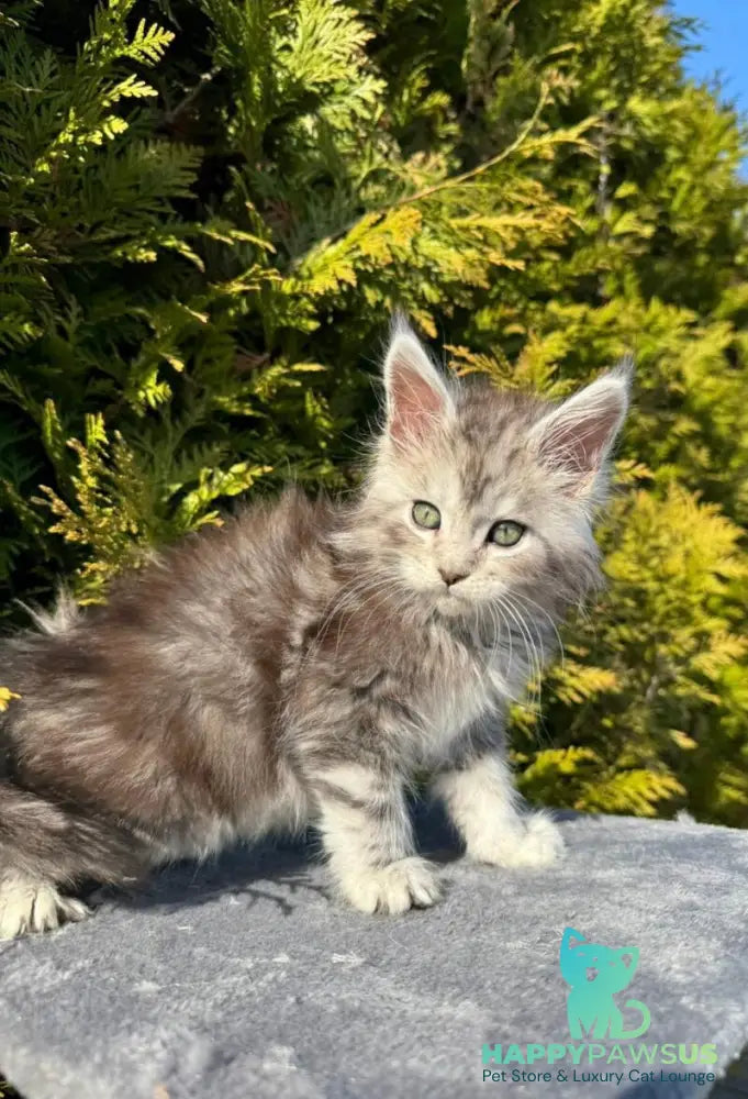 Erick Maine Coon male black silver ticked tabby - live animals
