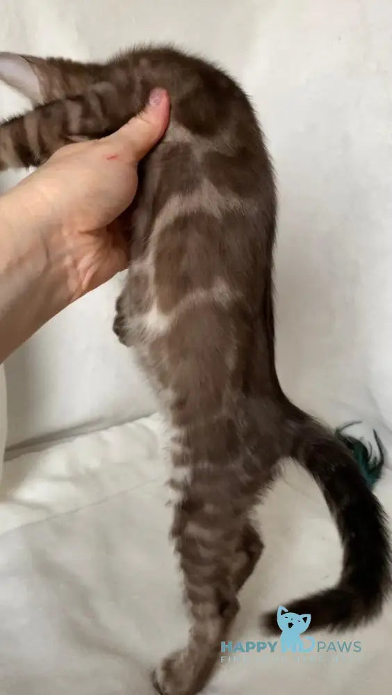 Erik Bengal male black amber spotted tabby live animals