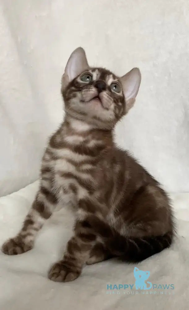 Erik Bengal male black amber spotted tabby live animals