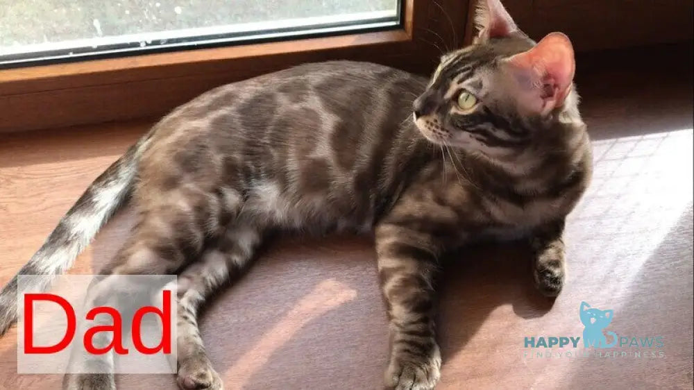 Erik Bengal male black amber spotted tabby live animals