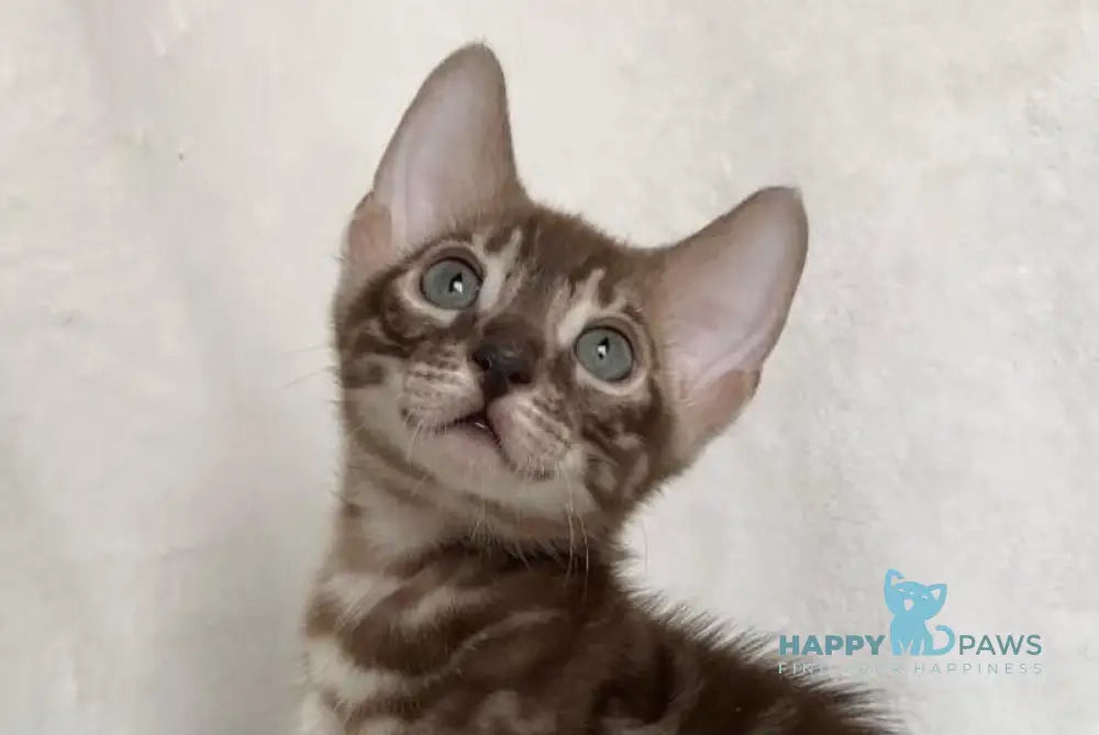 Erik Bengal male black amber spotted tabby live animals