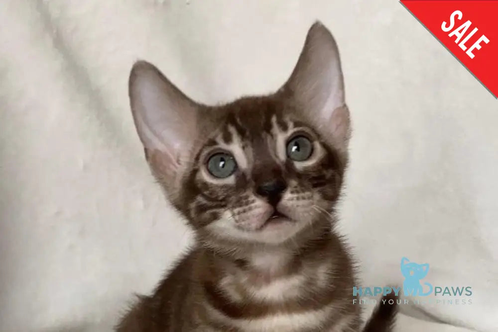 Erik Bengal male black amber spotted tabby live animals