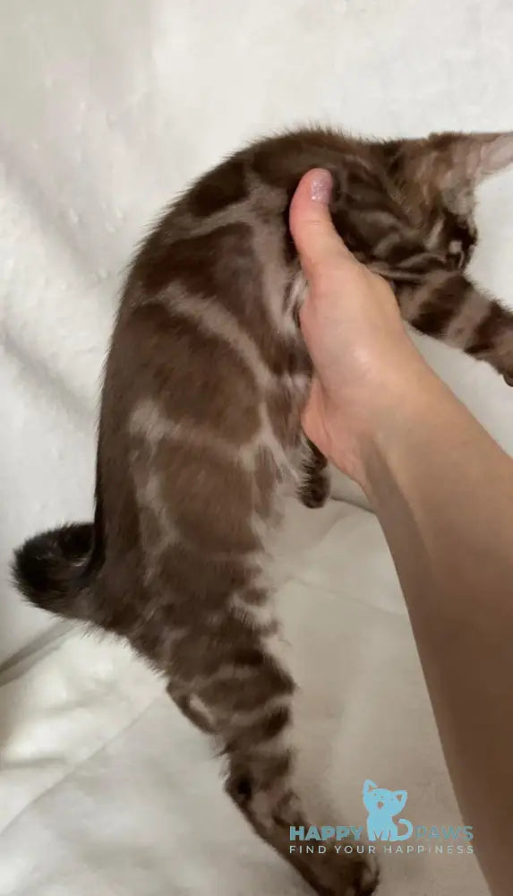 Erik Bengal male black amber spotted tabby live animals