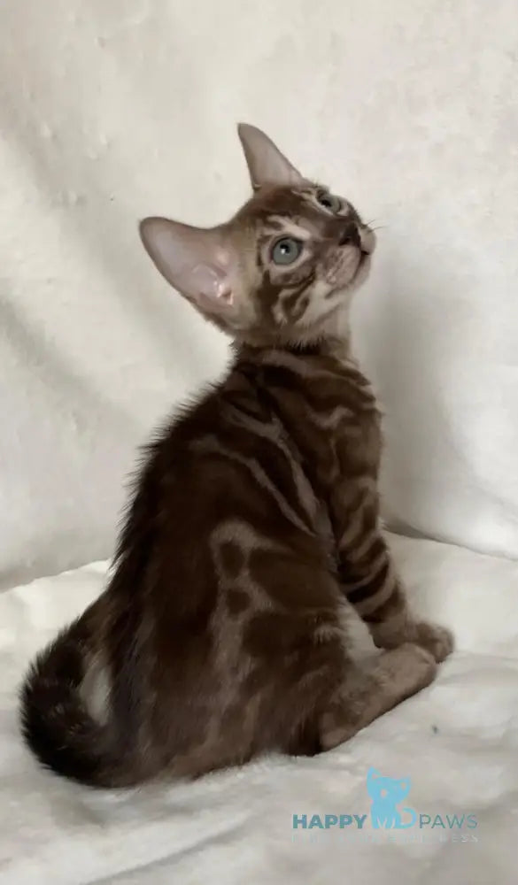 Erik Bengal male black amber spotted tabby live animals