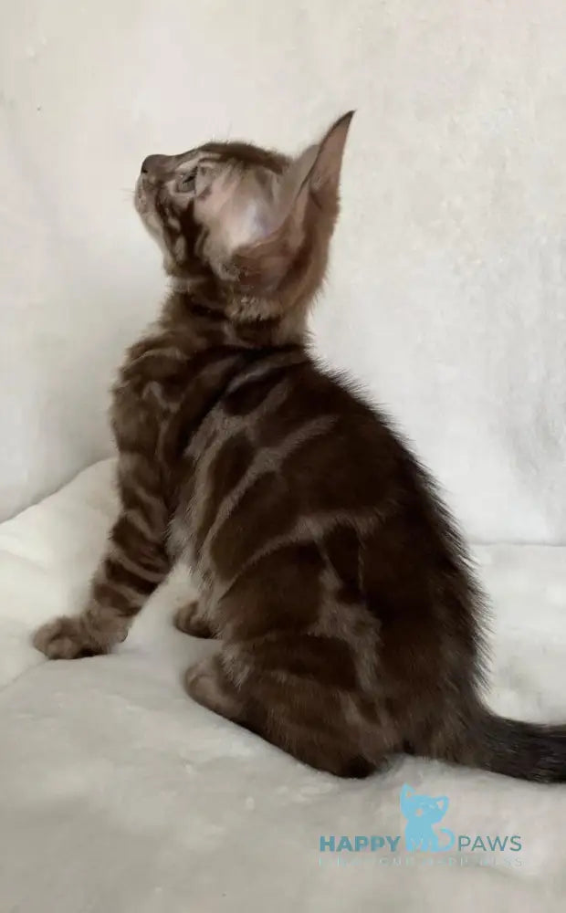 Erik Bengal male black amber spotted tabby live animals