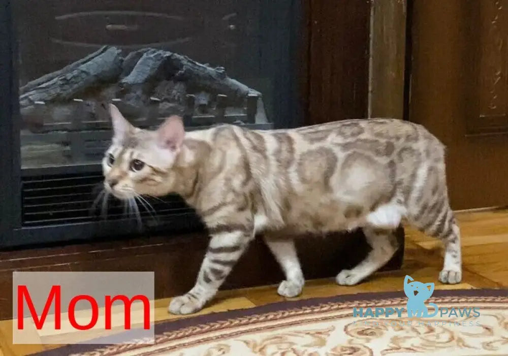 Erik Bengal male black amber spotted tabby live animals