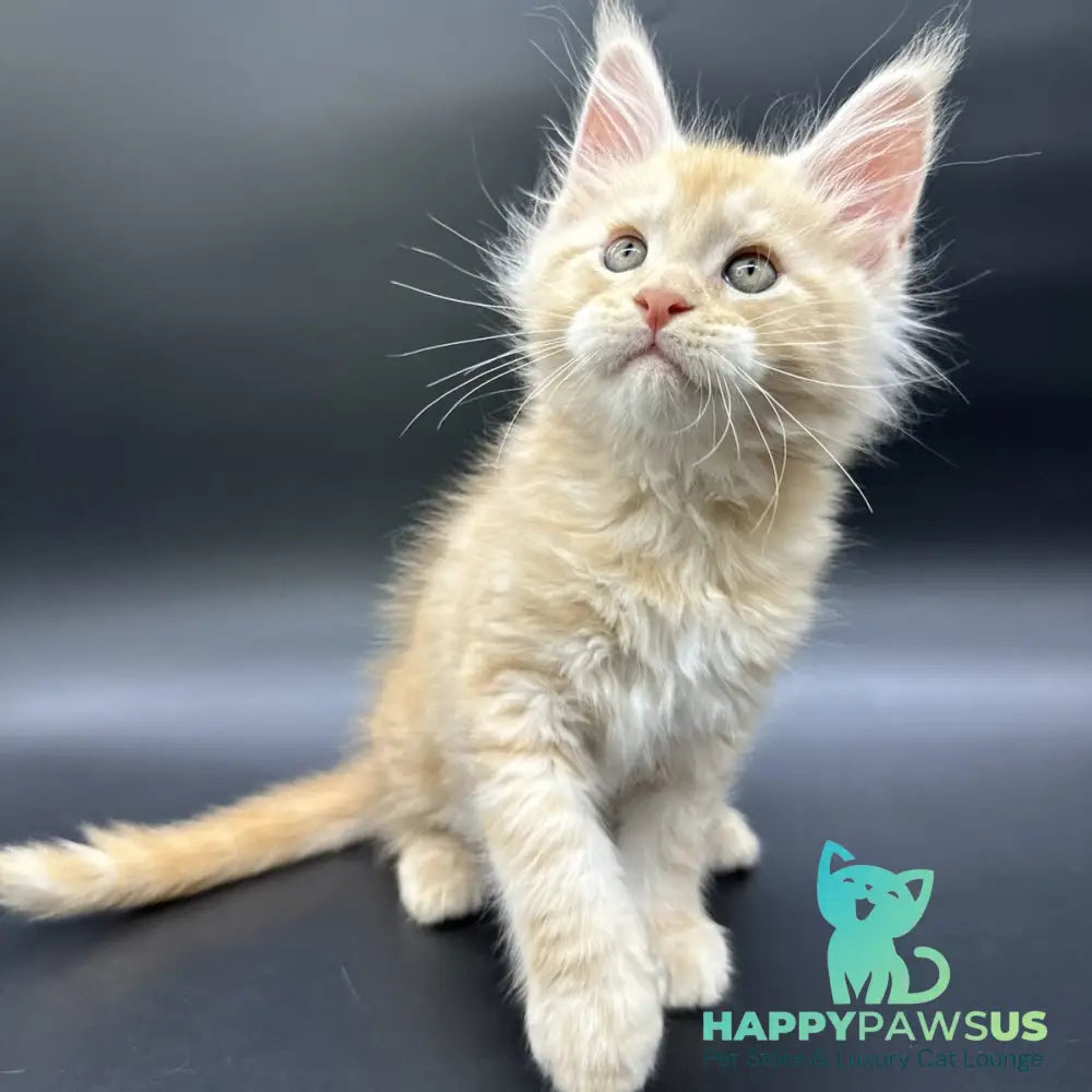 Erik Maine Coon male red silver - live animals