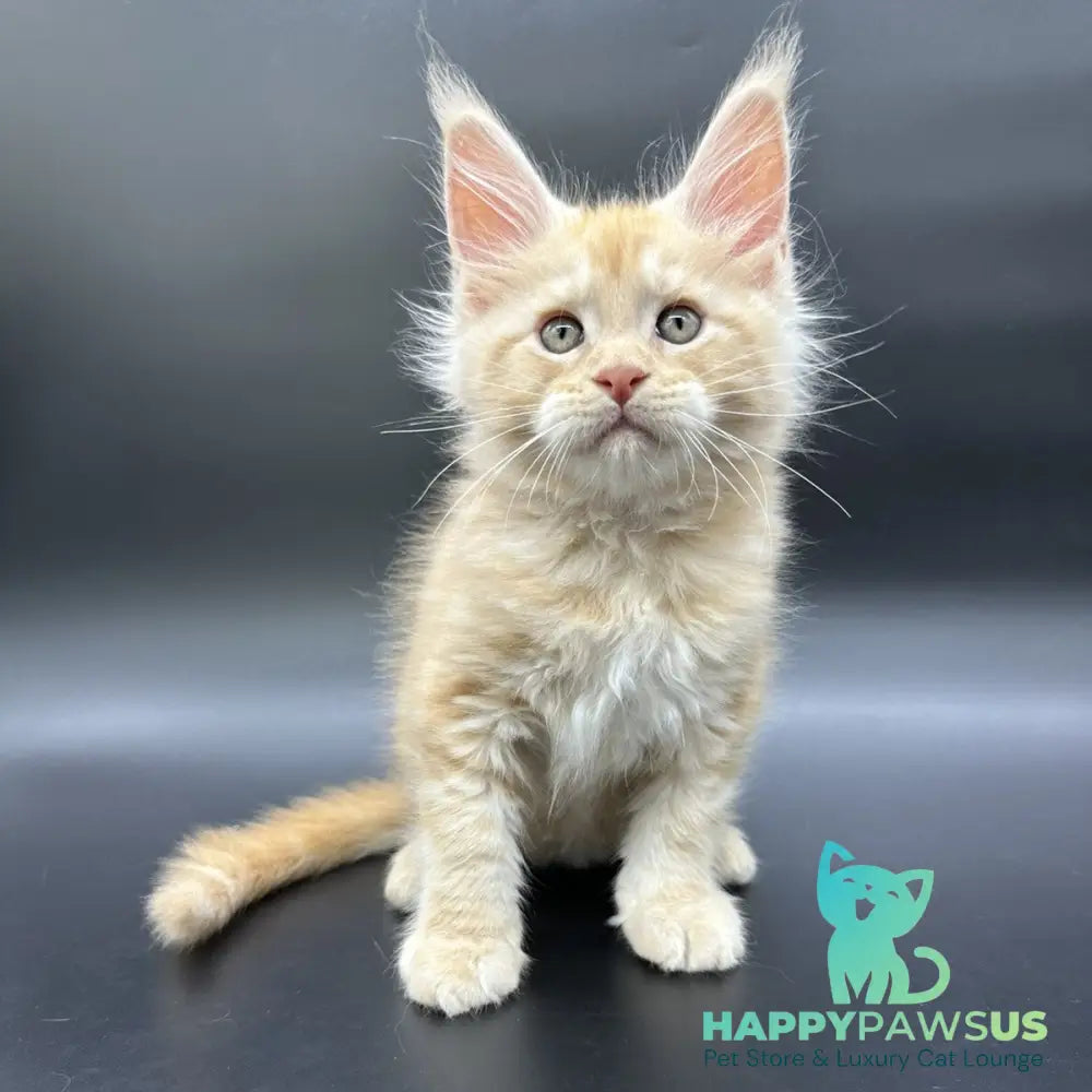 Erik Maine Coon male red silver - live animals