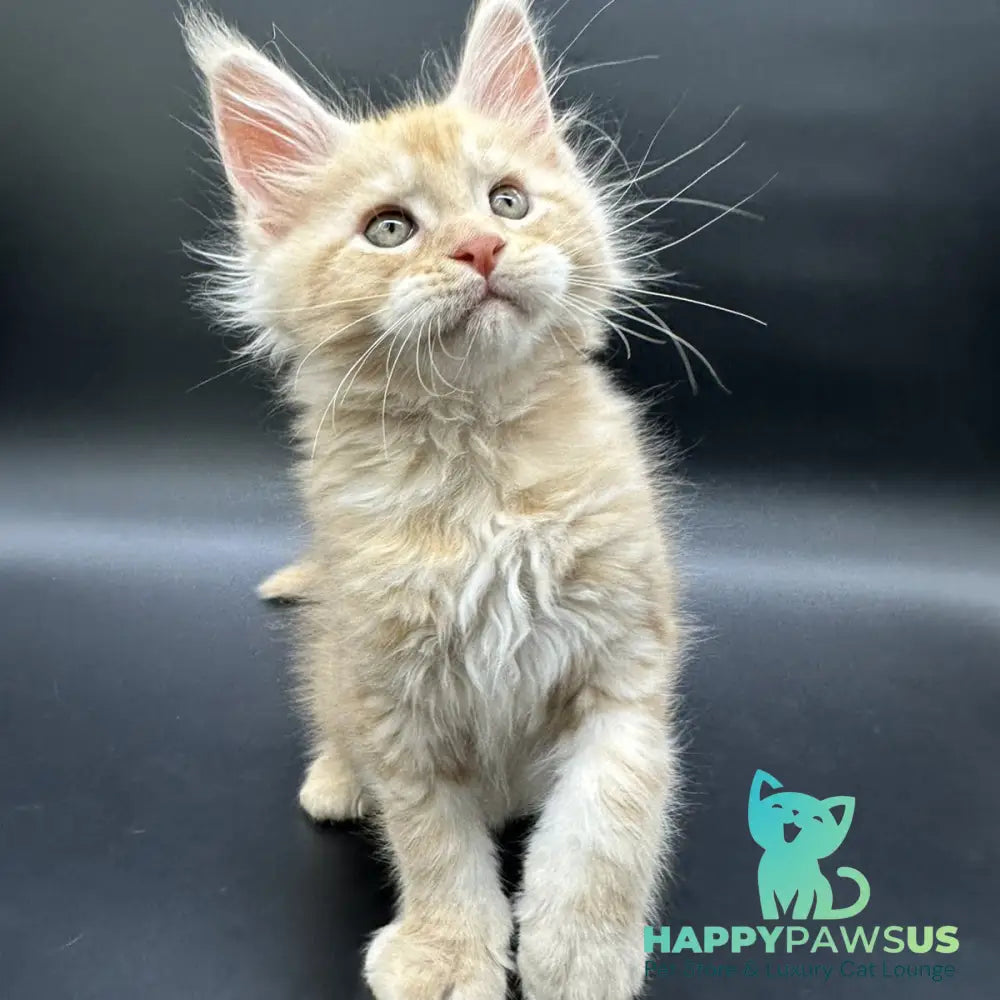 Erik Maine Coon male red silver - live animals