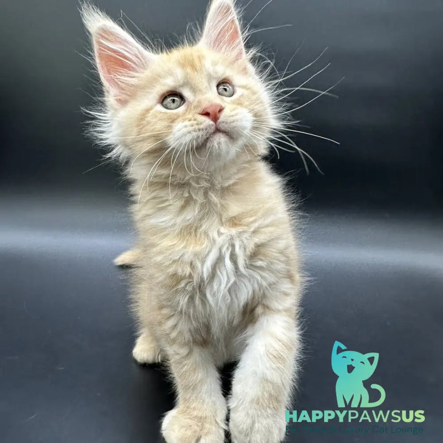 Erik Maine Coon male red silver - live animals