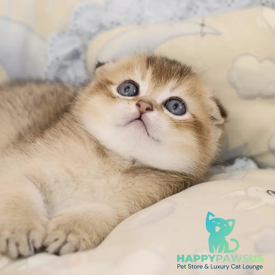Erik Scottish Fold male black golden ticked tabby - live animals