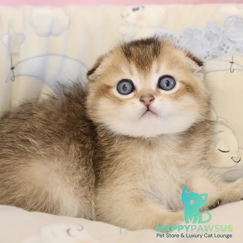 Erik Scottish Fold male black golden ticked tabby - live animals