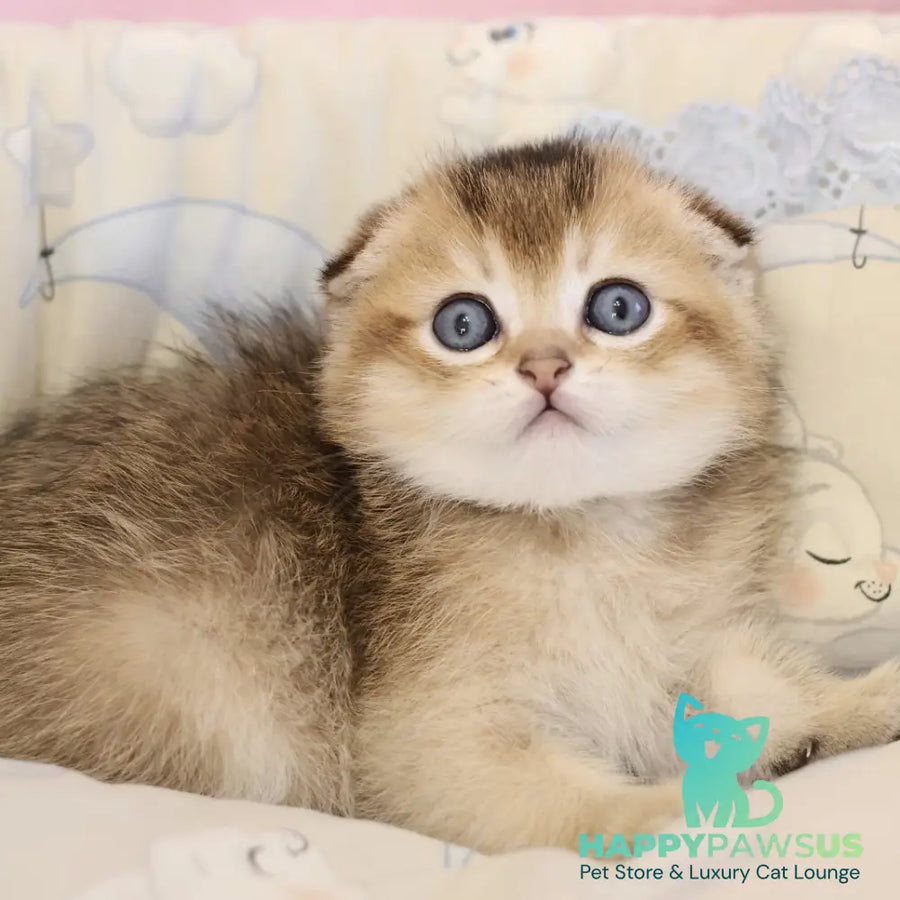 Erik Scottish Fold male black golden ticked tabby - live animals