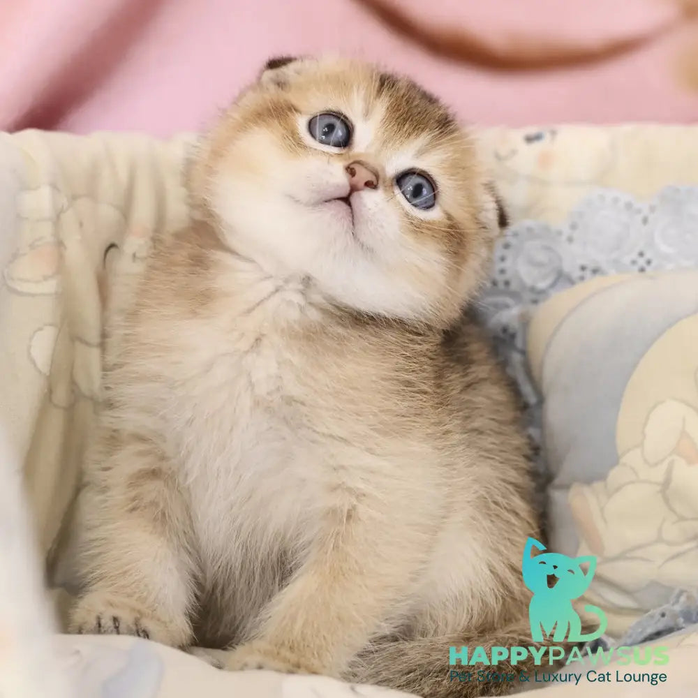Erik Scottish Fold male black golden ticked tabby - live animals