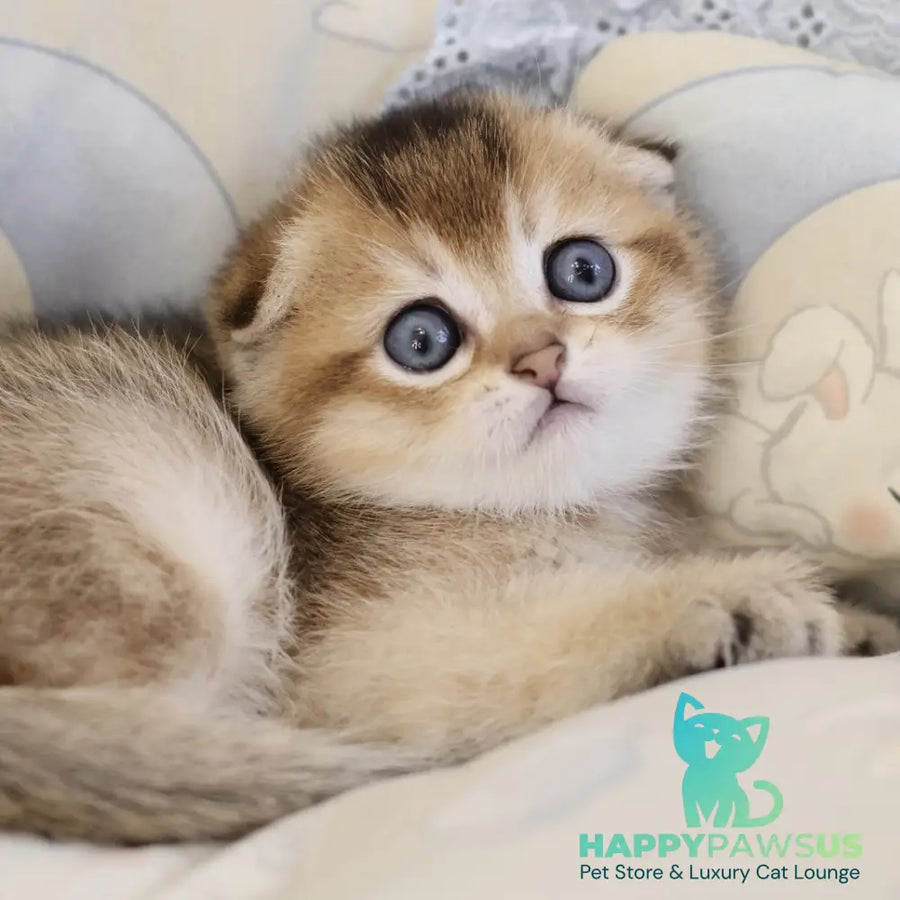 Erik Scottish Fold male black golden ticked tabby - live animals
