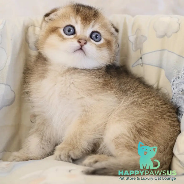 Erik Scottish Fold male black golden ticked tabby - live animals