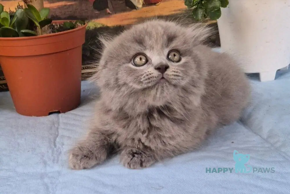 Erik Scottish Fold male blue live animals