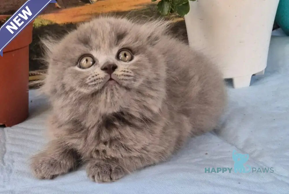 Erik Scottish Fold male blue live animals