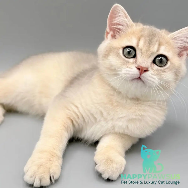 Erik Scottish Straight male blue golden shaded - live animals