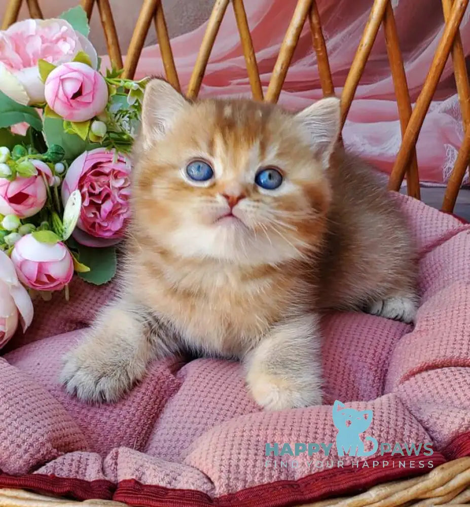 Erika British Shorthair female cinnamon ticked tabby live animals