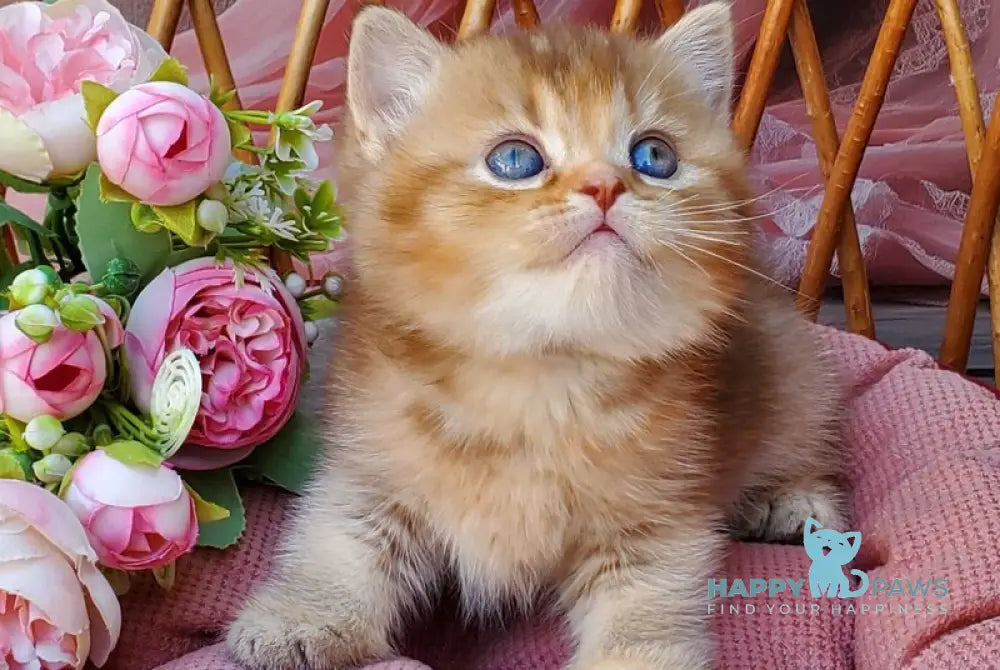 Erika British Shorthair female cinnamon ticked tabby live animals