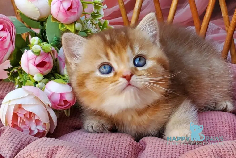 Erika British Shorthair female cinnamon ticked tabby live animals