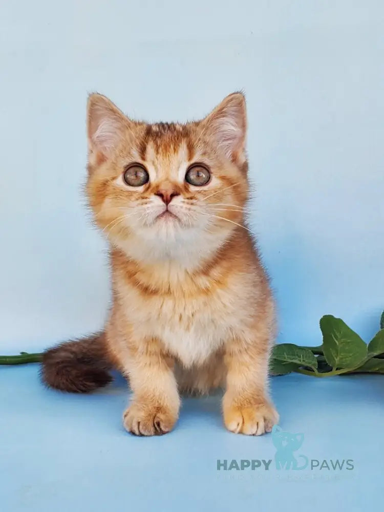 Erika British Shorthair female cinnamon ticked tabby live animals