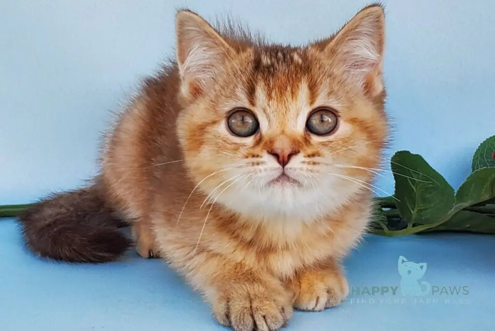 Erika British Shorthair female cinnamon ticked tabby live animals