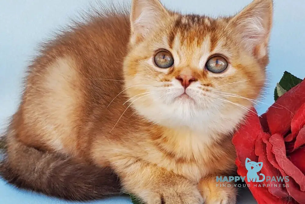 Erika British Shorthair female cinnamon ticked tabby live animals