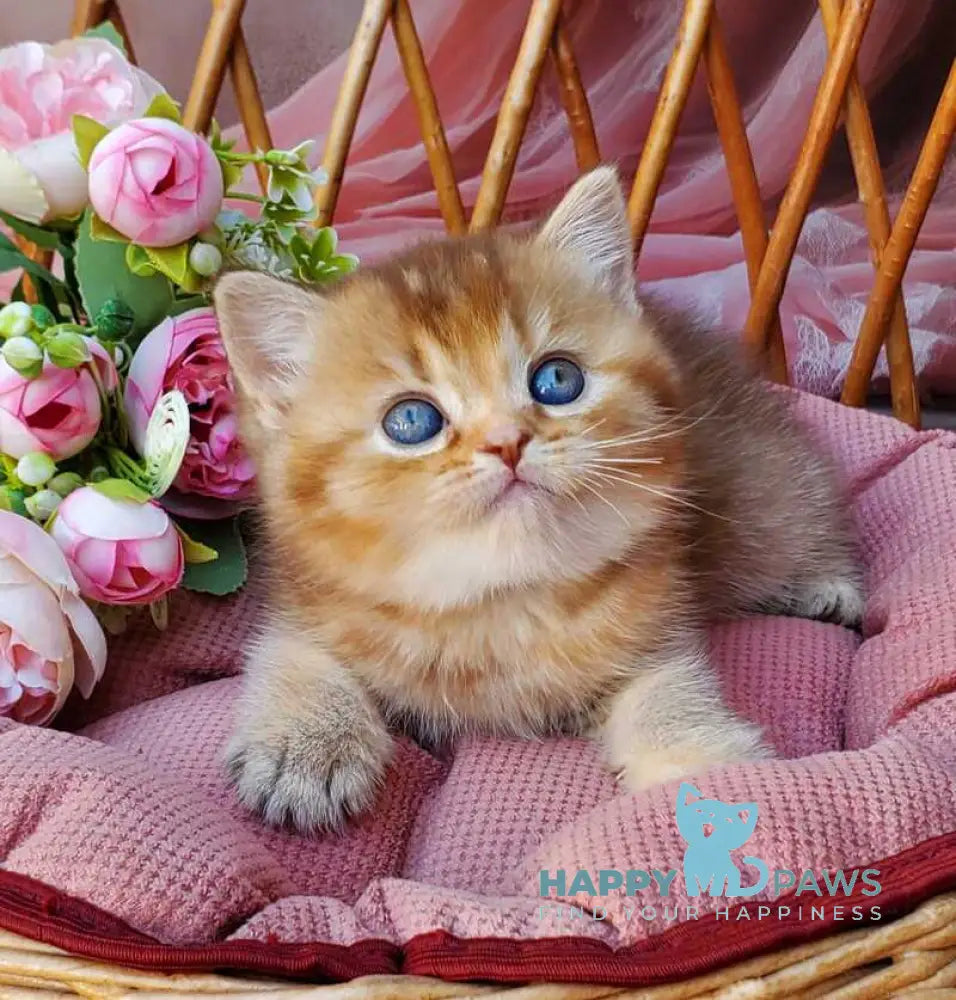Erika British Shorthair female cinnamon ticked tabby live animals