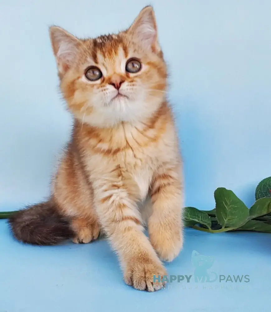 Erika British Shorthair female cinnamon ticked tabby live animals