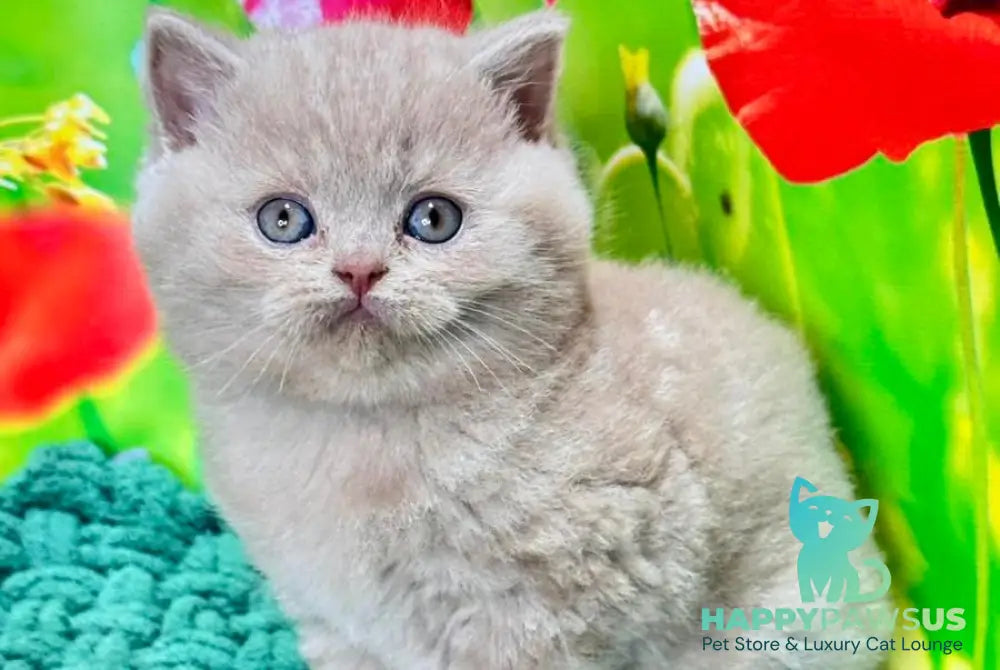 Erika British Shorthair female fawn - live animals