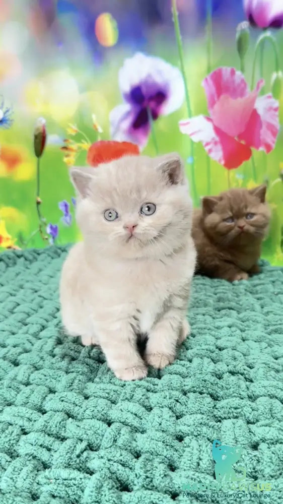 Erika British Shorthair female fawn - live animals