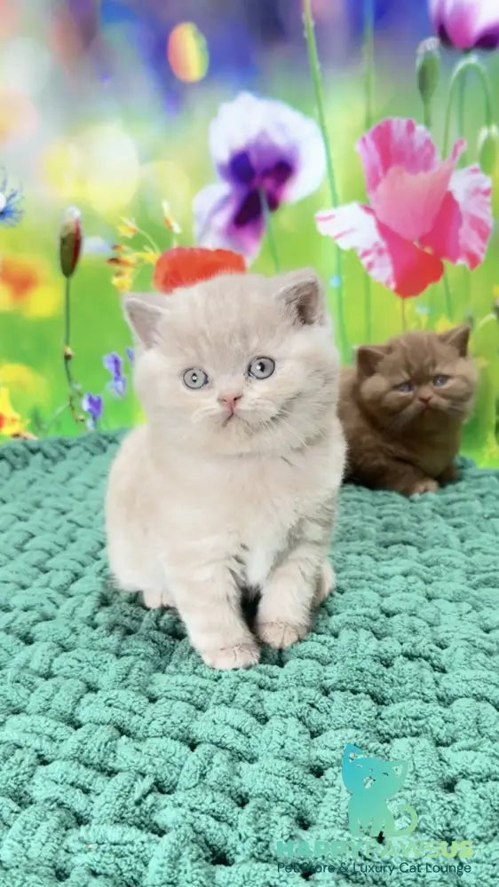 Erika British Shorthair female fawn - live animals