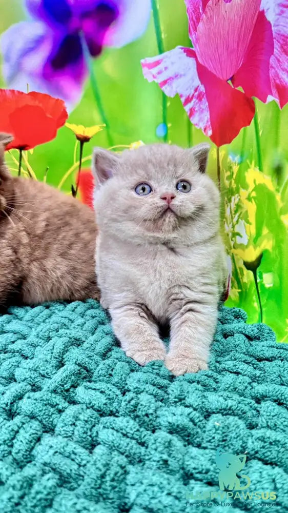 Erika British Shorthair female fawn - live animals