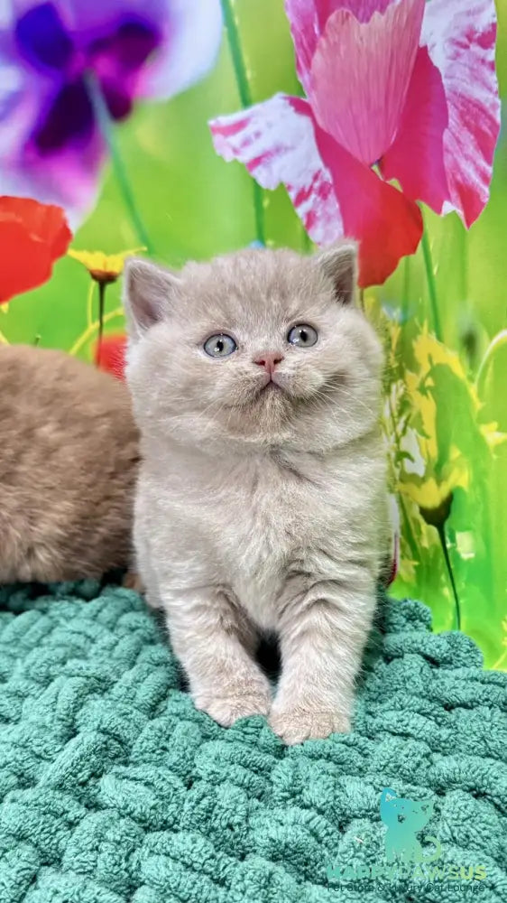 Erika British Shorthair female fawn - live animals