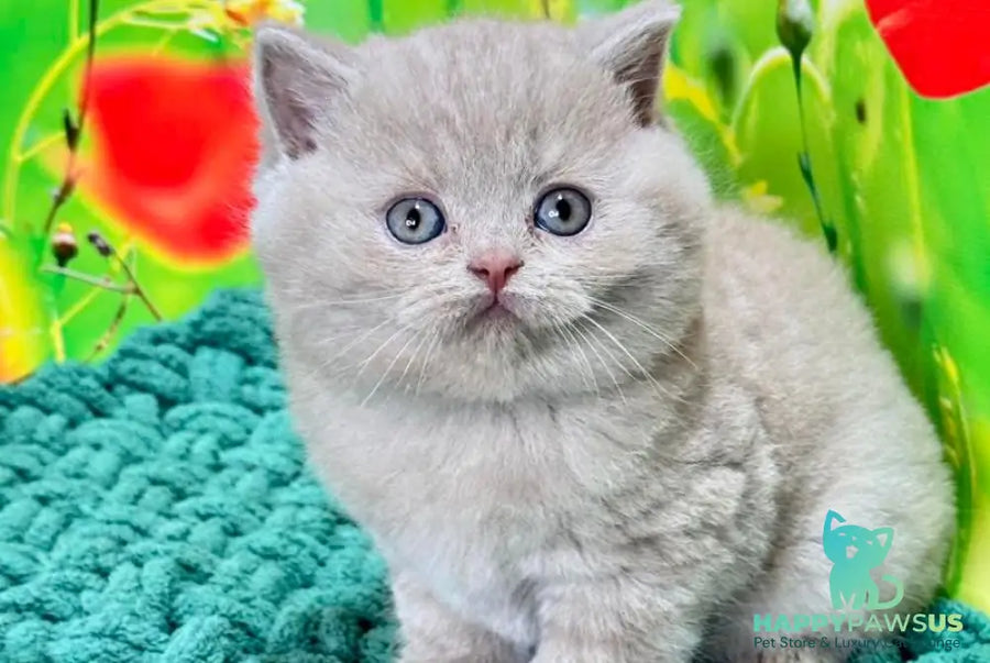 Erika British Shorthair female fawn - live animals