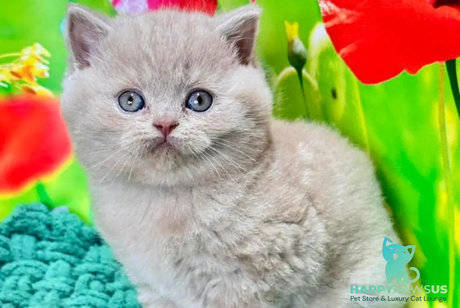 Erika British Shorthair female fawn - live animals