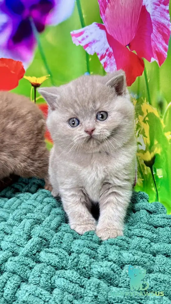 Erika British Shorthair female fawn - live animals