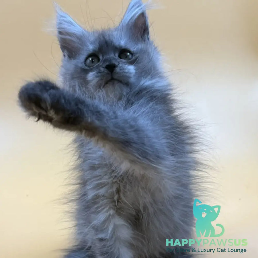 Erika Maine Coon female black silver - live animals