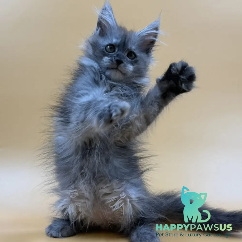 Erika Maine Coon female black silver - live animals