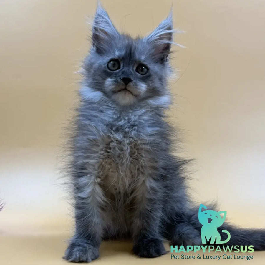 Erika Maine Coon female black silver - live animals