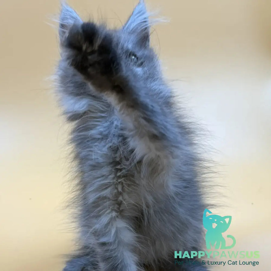 Erika Maine Coon female black silver - live animals